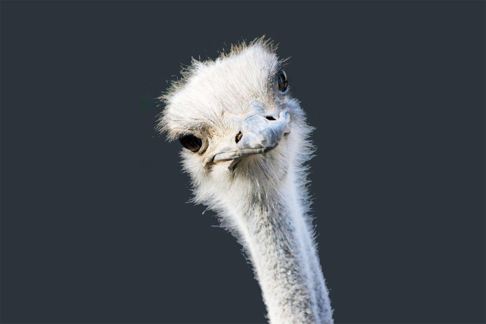 Ostrich bird safari HD phone wallpaper  Peakpx