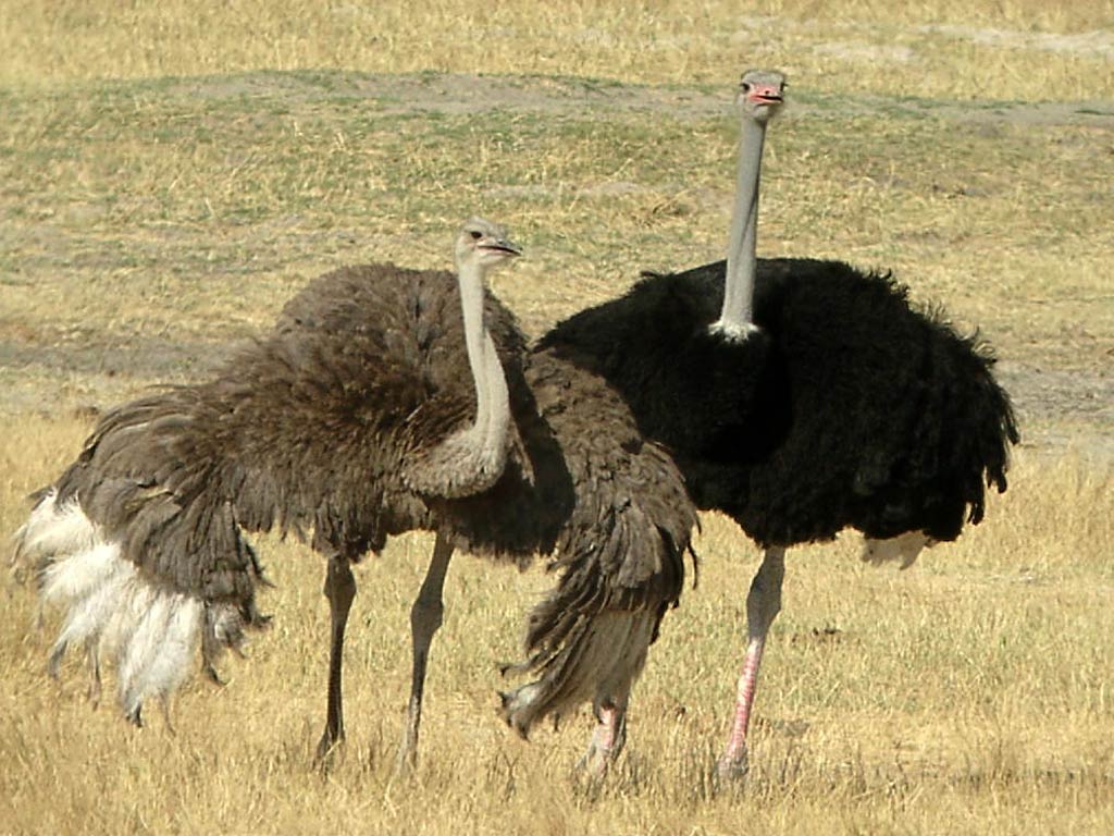1024x768 Ostrich Wallpaper Full HD YU8G47
