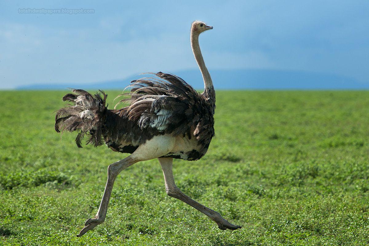 1200x800 Ostrich Wallpaper ZBR2Y 0.99 Mb