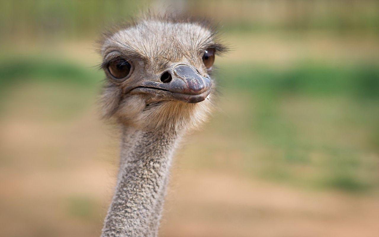 1280x800 Picture Birds Ostriches Animals Closeup