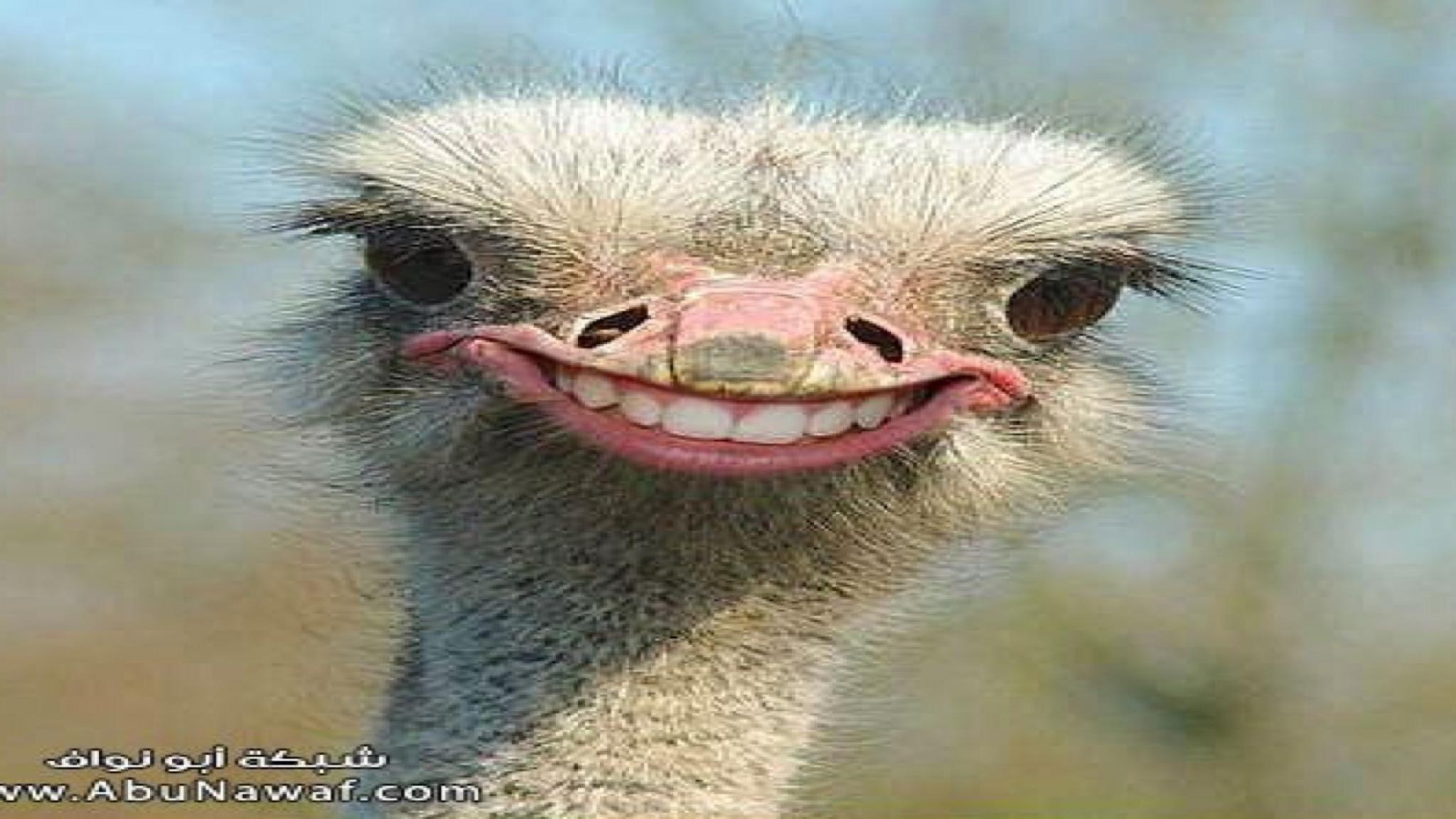 2048x1152 Ostrich Wallpaper WZ9UX 202.92 Kb