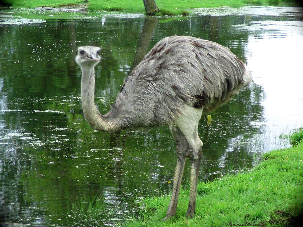 1024x768 Free Ostrich Wallpaper download