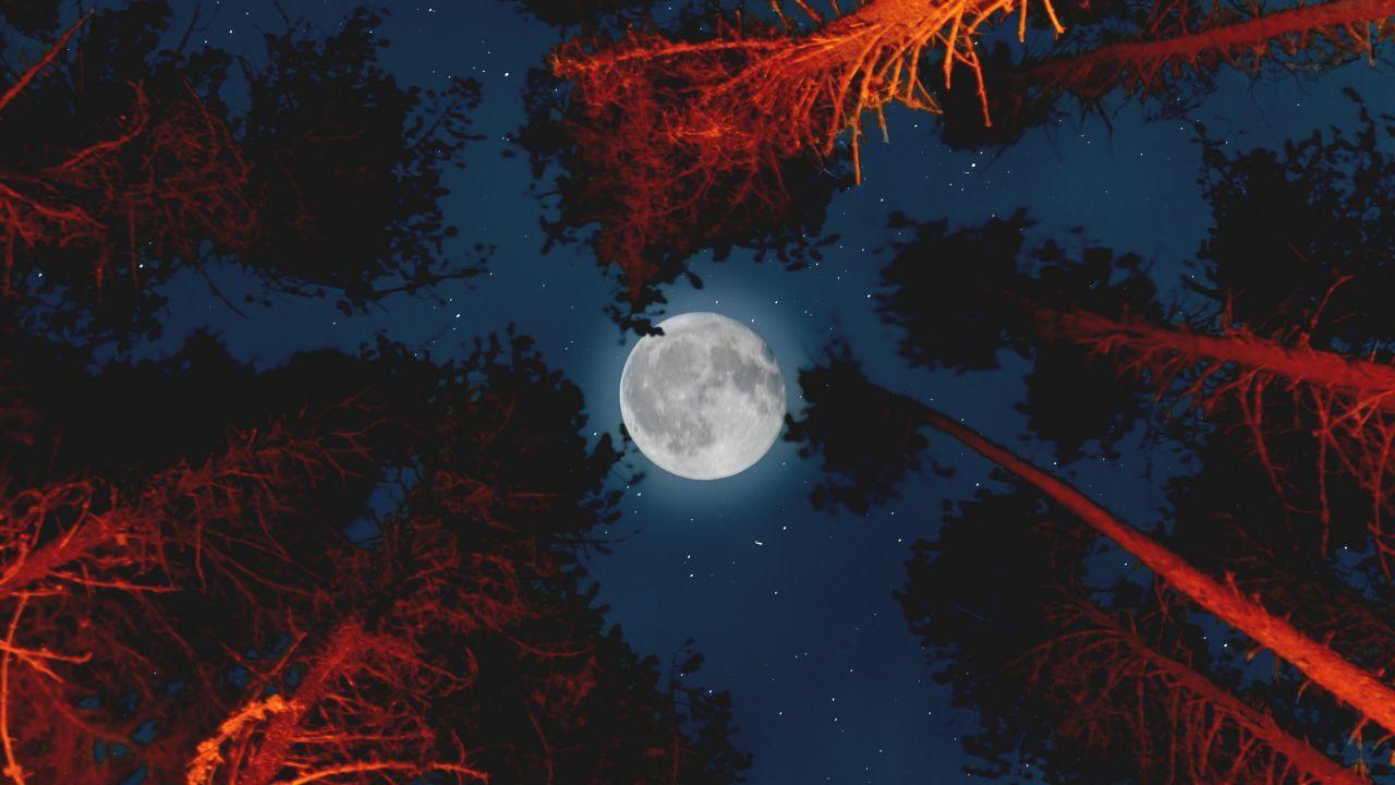 1280x720 Wallpaper Moon, Night, Forest, Campfire, HD, Photography