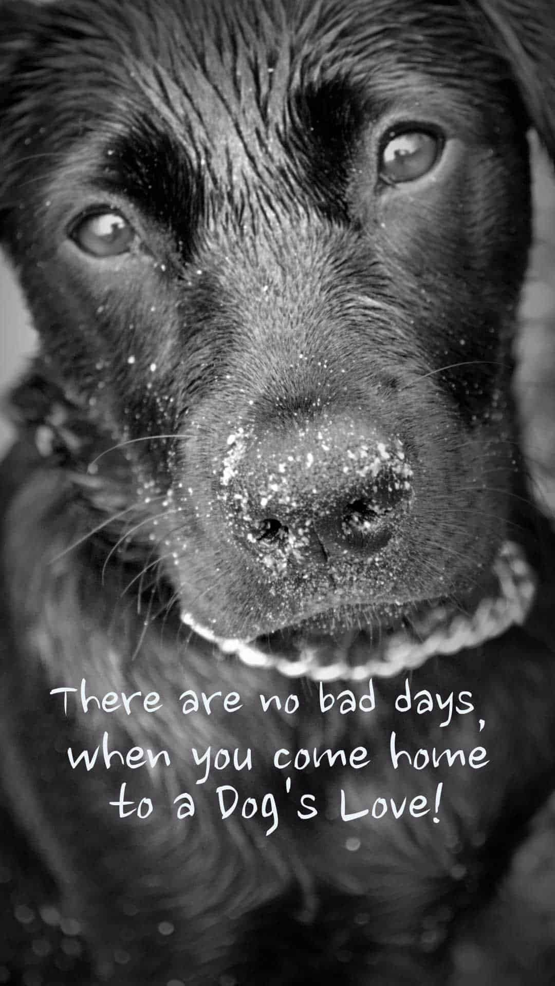 1080x1920 Free Awesome Dog Phone Wallpaper HD
