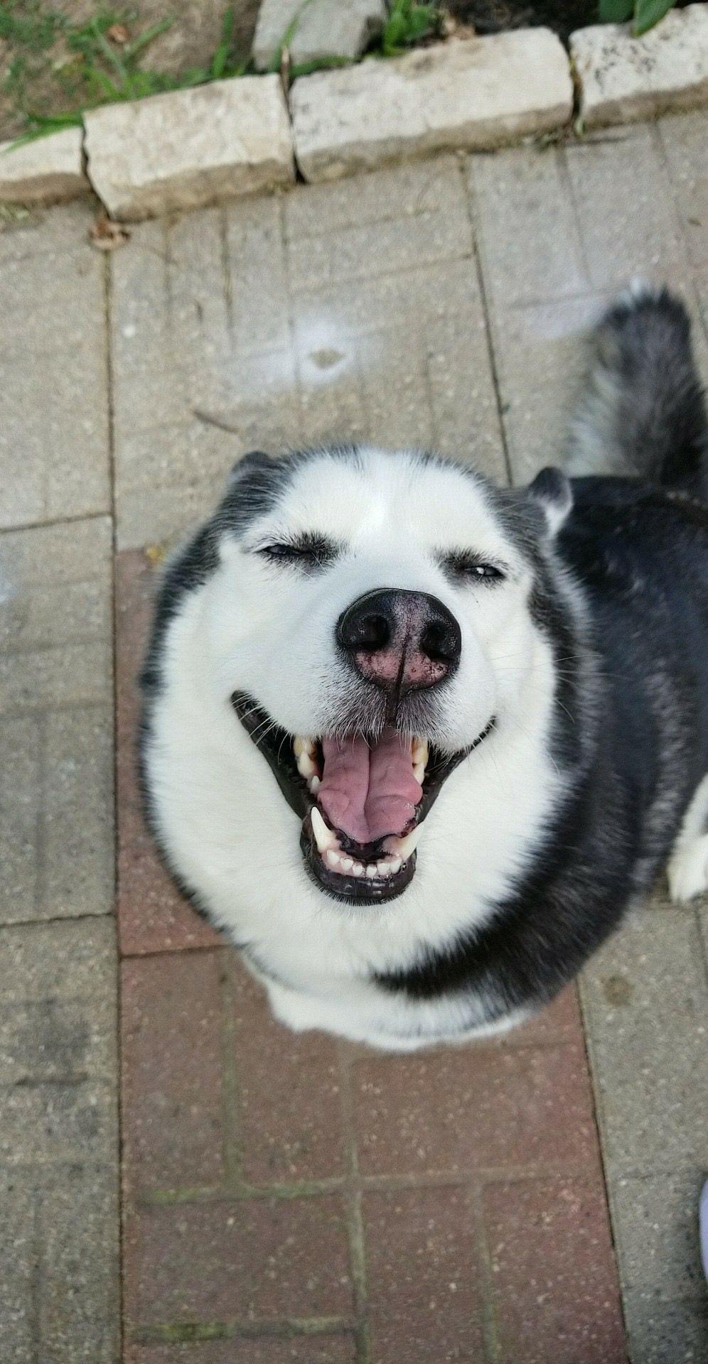 996x1920 DOG PHONE WALLPAPERS
