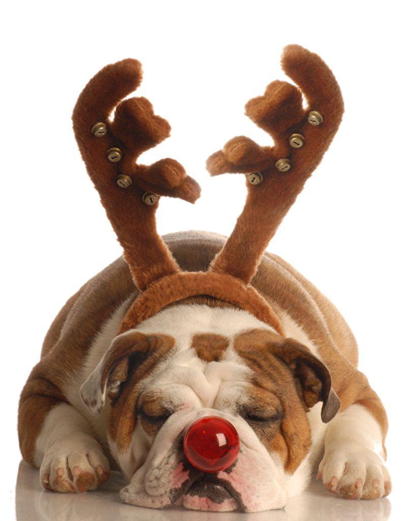 816x1024 Desktop Wallpaper Bulldog Dogs Horns Nose Sleep Paws animal