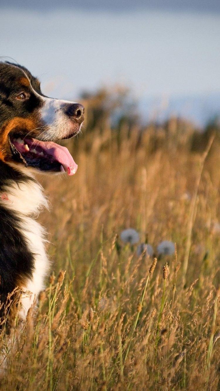 750x1334 Bernese Mountain Dog Wallpaper