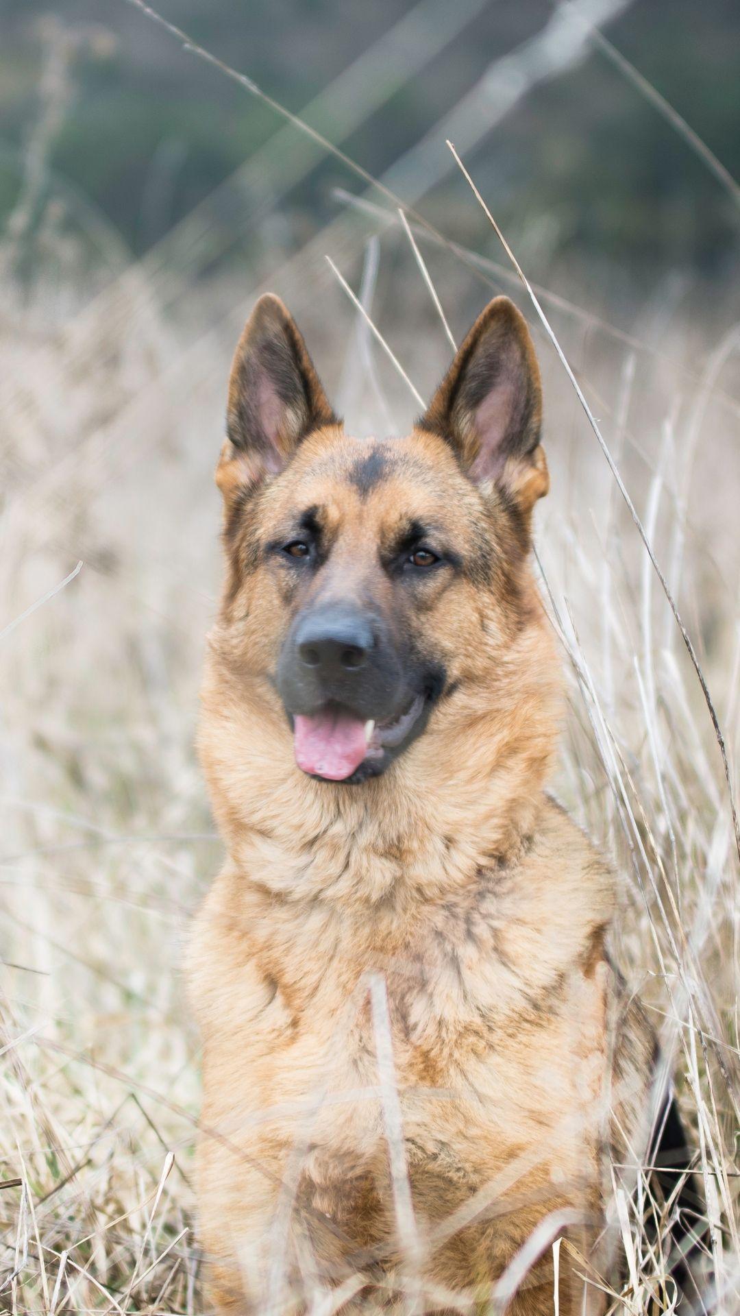 1080x1920 Animal German Shepherd (1080x1920) Wallpaper