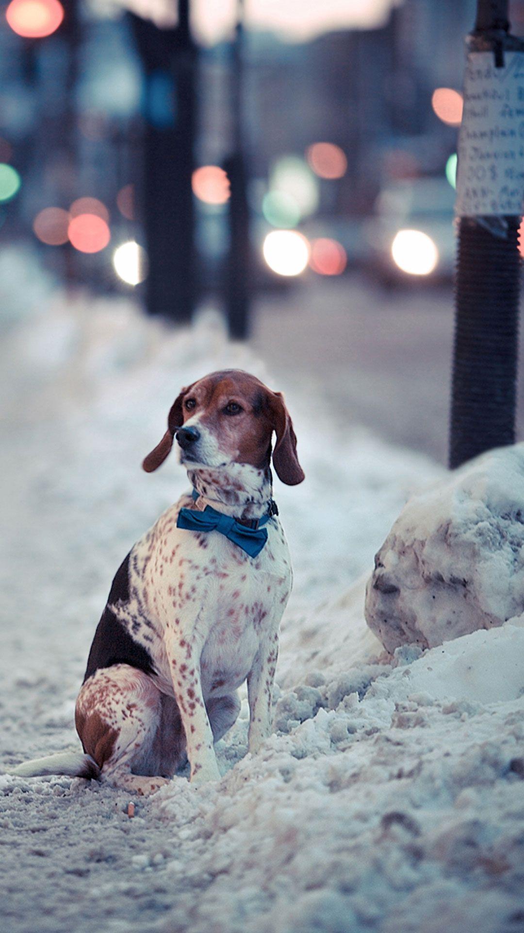 1080x1920 Huawei Dog, HD Wallpaper & background Download