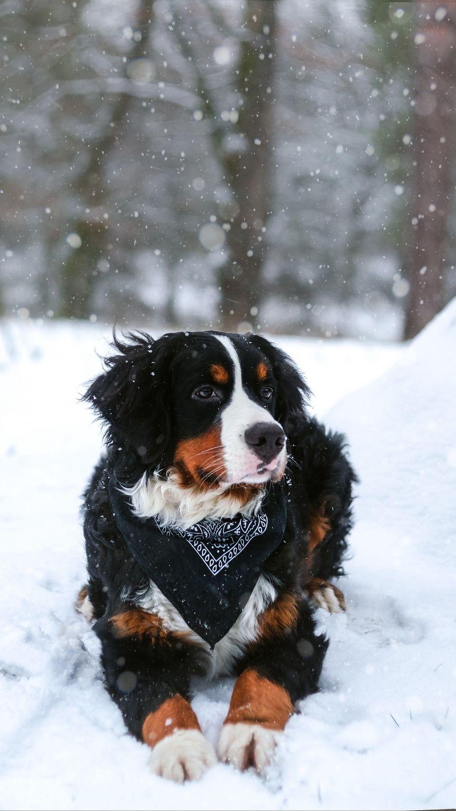 938x1668 Wallpaper Bernese Mountain Dog, Dog, Snow, Snowfall