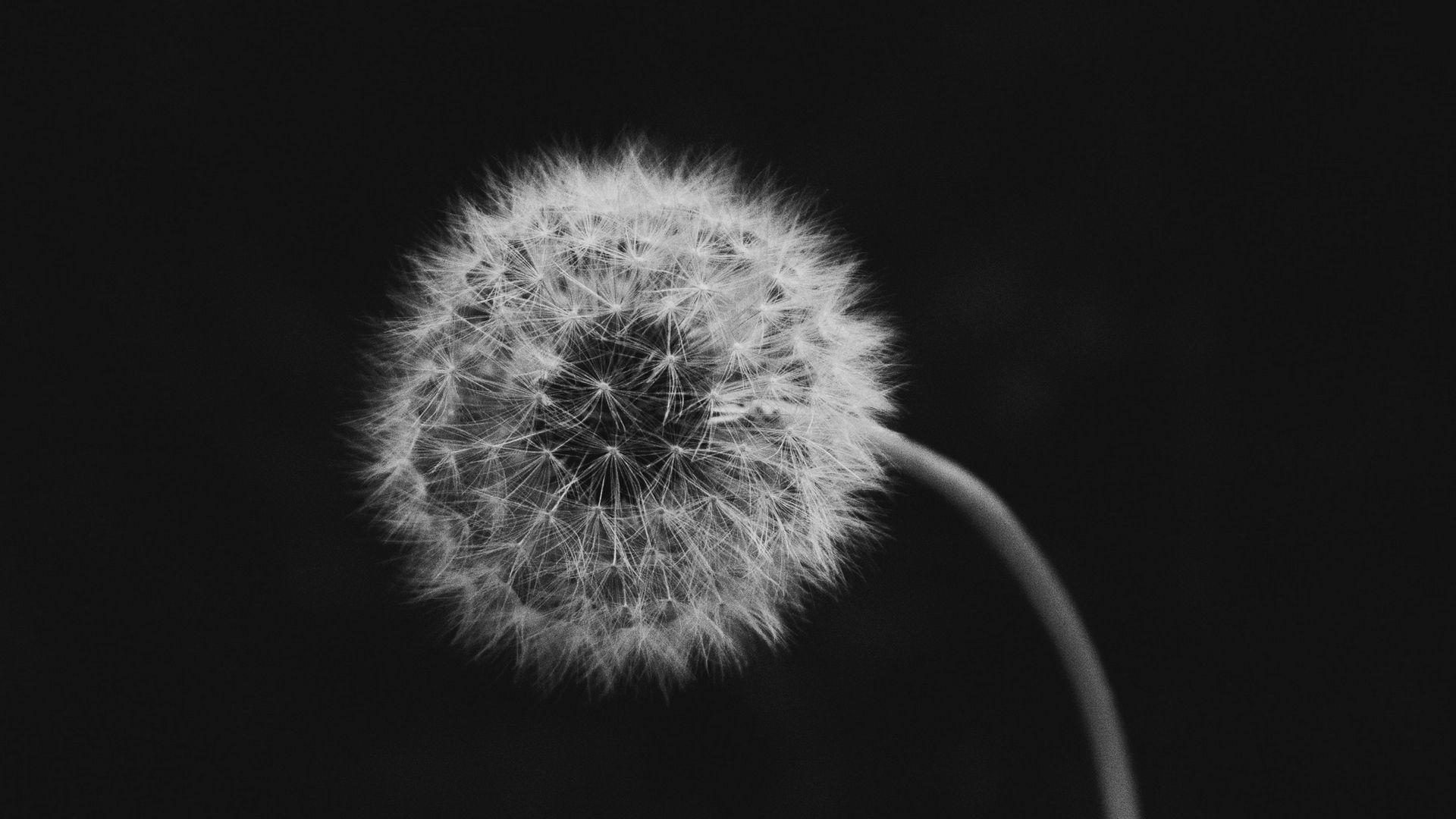 1920x1080 Dandelion Flower Down with Black Background Wallpaper