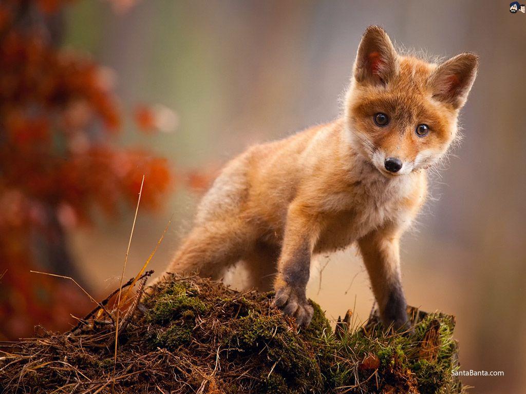 1024x768 Foxes Wallpaper