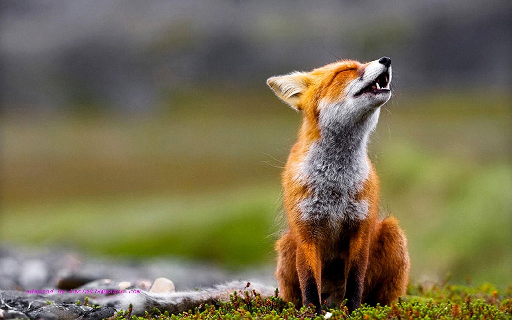 1680x1050 animals, depth of field, foxes wallpaper