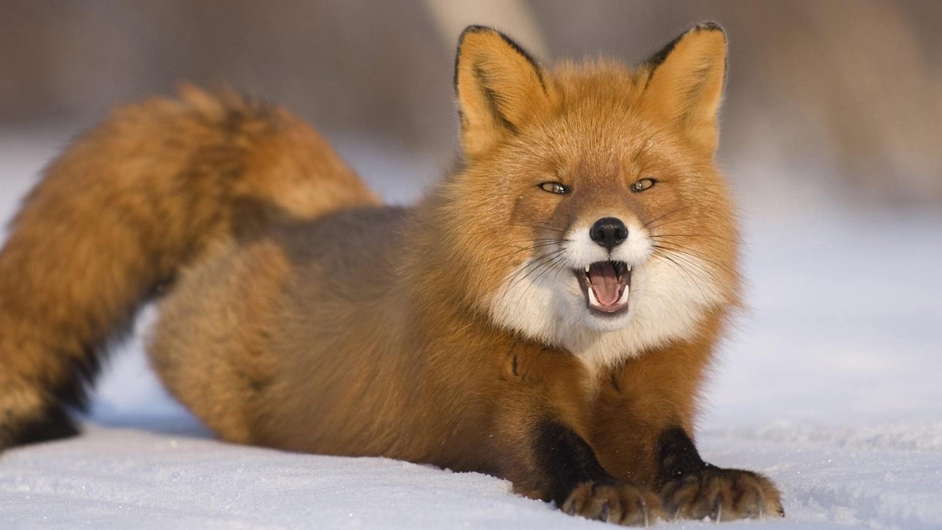1920x1080 Red Fox