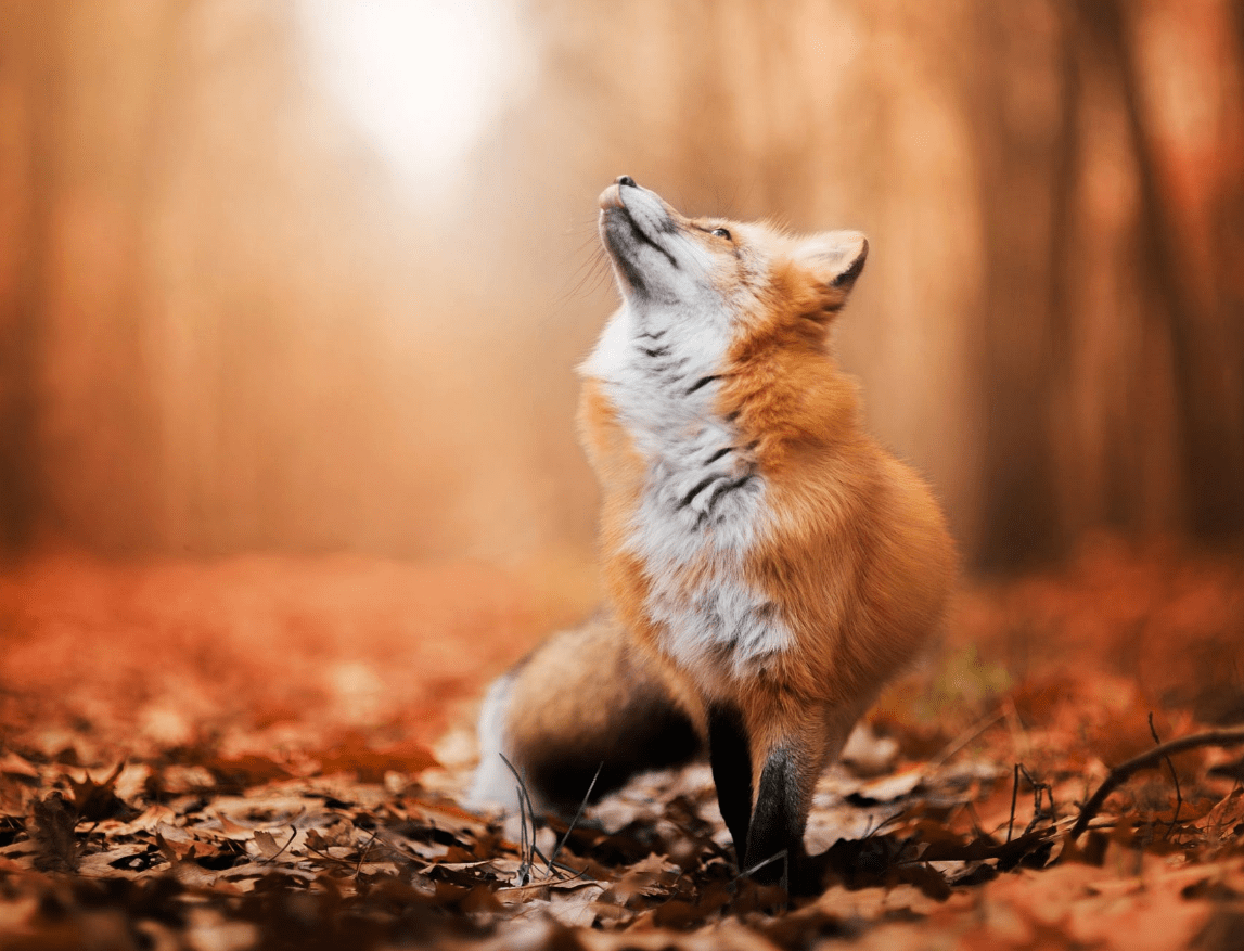 1147x877 Red Fox Wallpaper