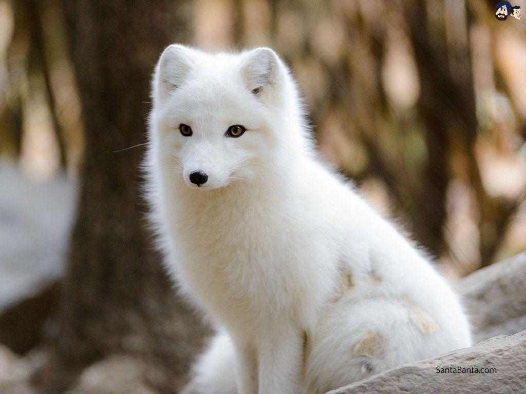 1024x768 Foxes Wallpaper