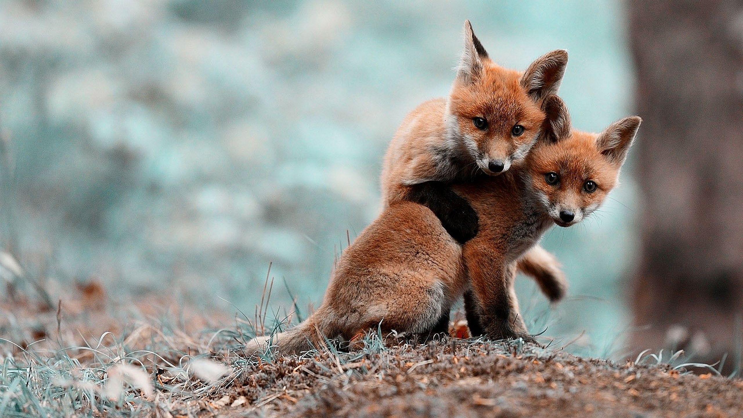 2560x1440 Cute Baby Foxes Wallpaperx1440