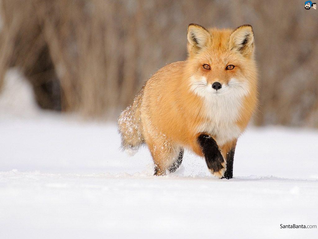 1024x768 Free download Foxes Wallpaper 3 [1024x768] for your Desktop
