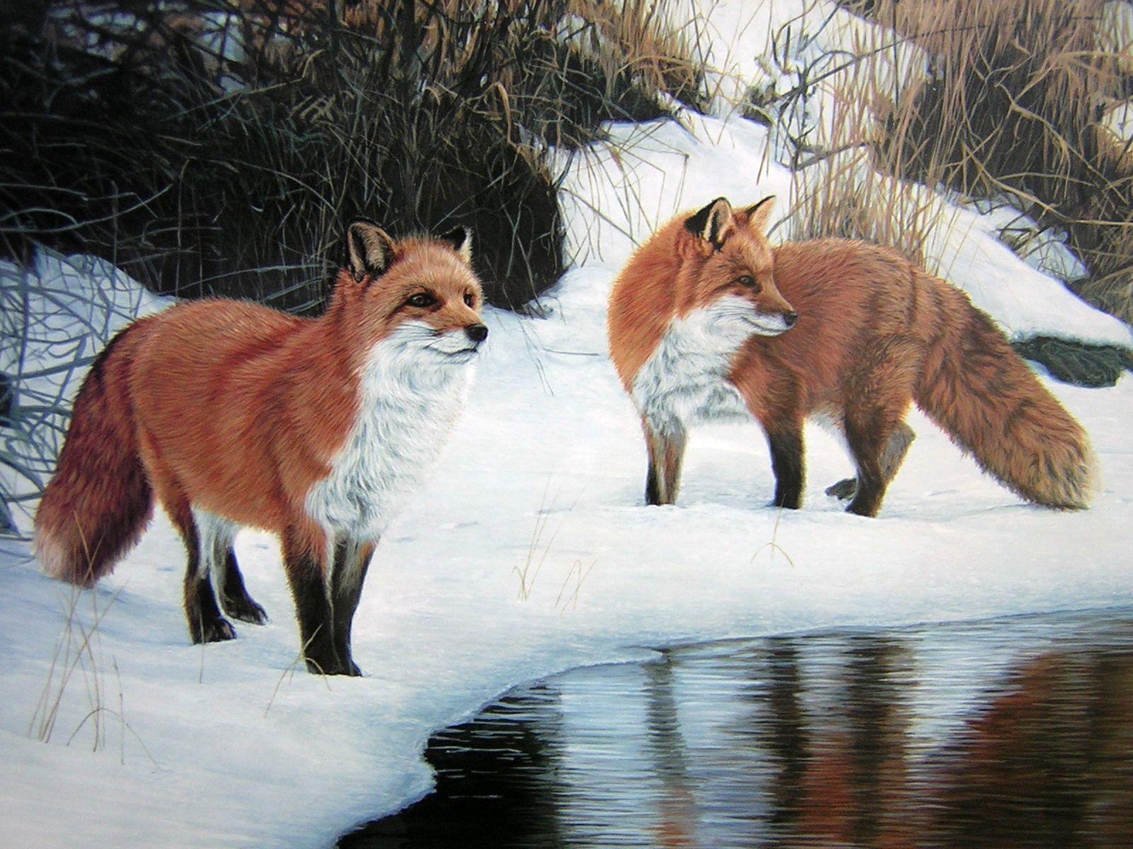 1600x1200 Photo Foxes animal