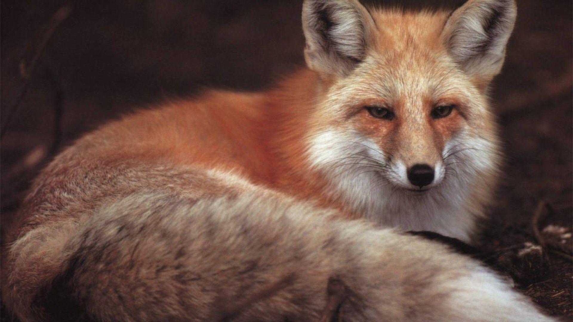1920x1080 Fox wallpaperx1080