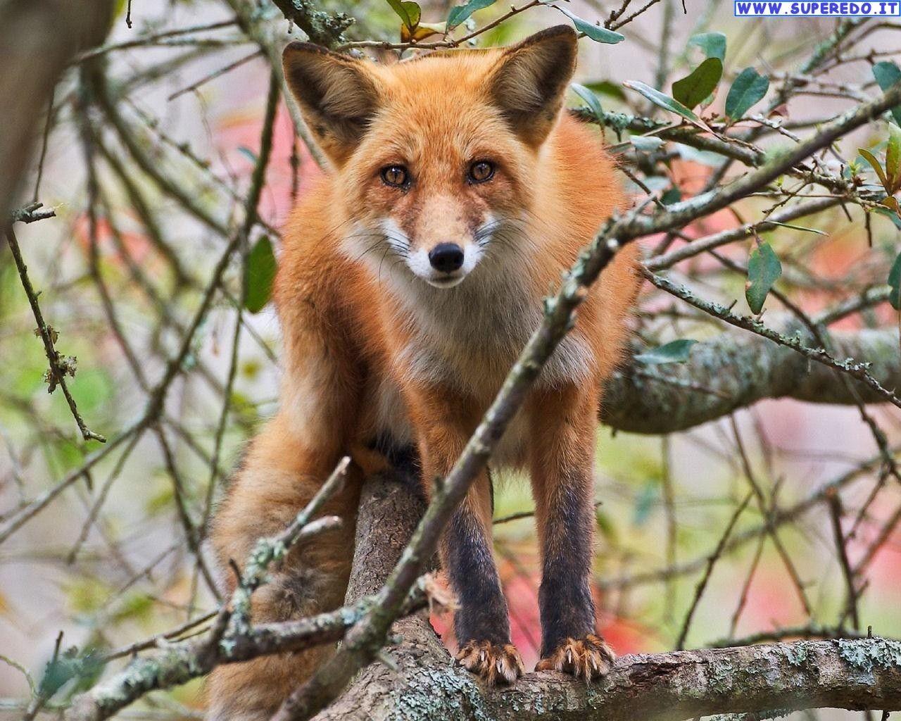 1280x1024 Foxes Wallpaper • 36 HD Wallpaper