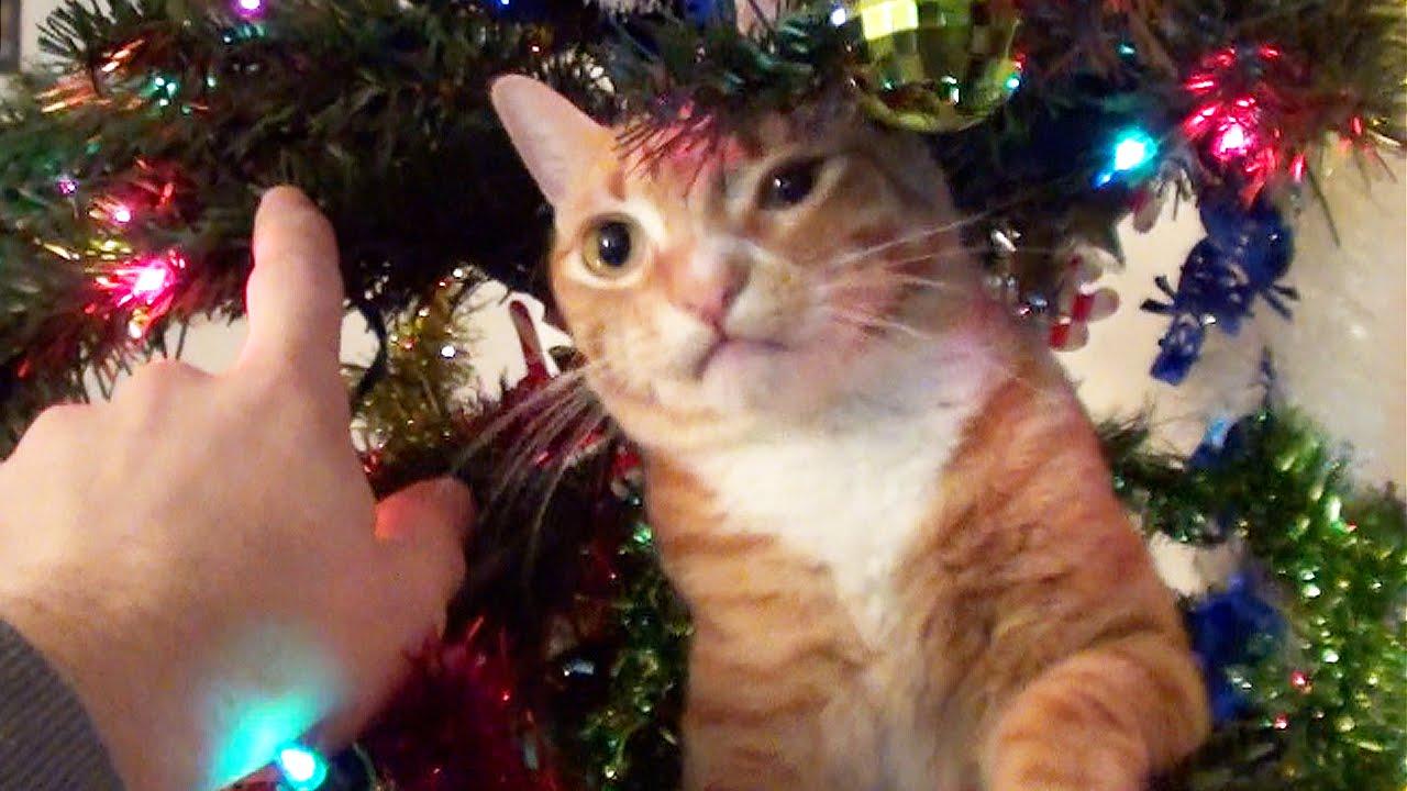 1280x720 Trying to Decorate a Christmas tree with cats around!