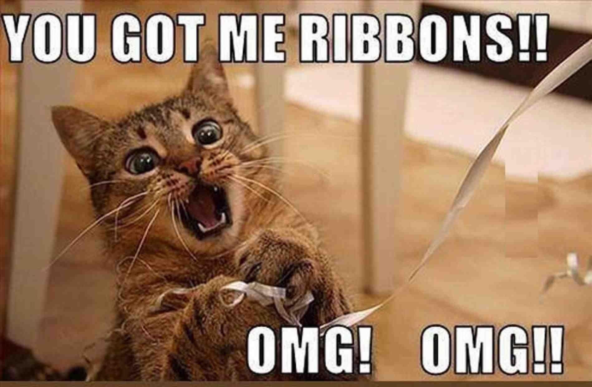 1899x1241 Silly Cat Meme Wallpaper