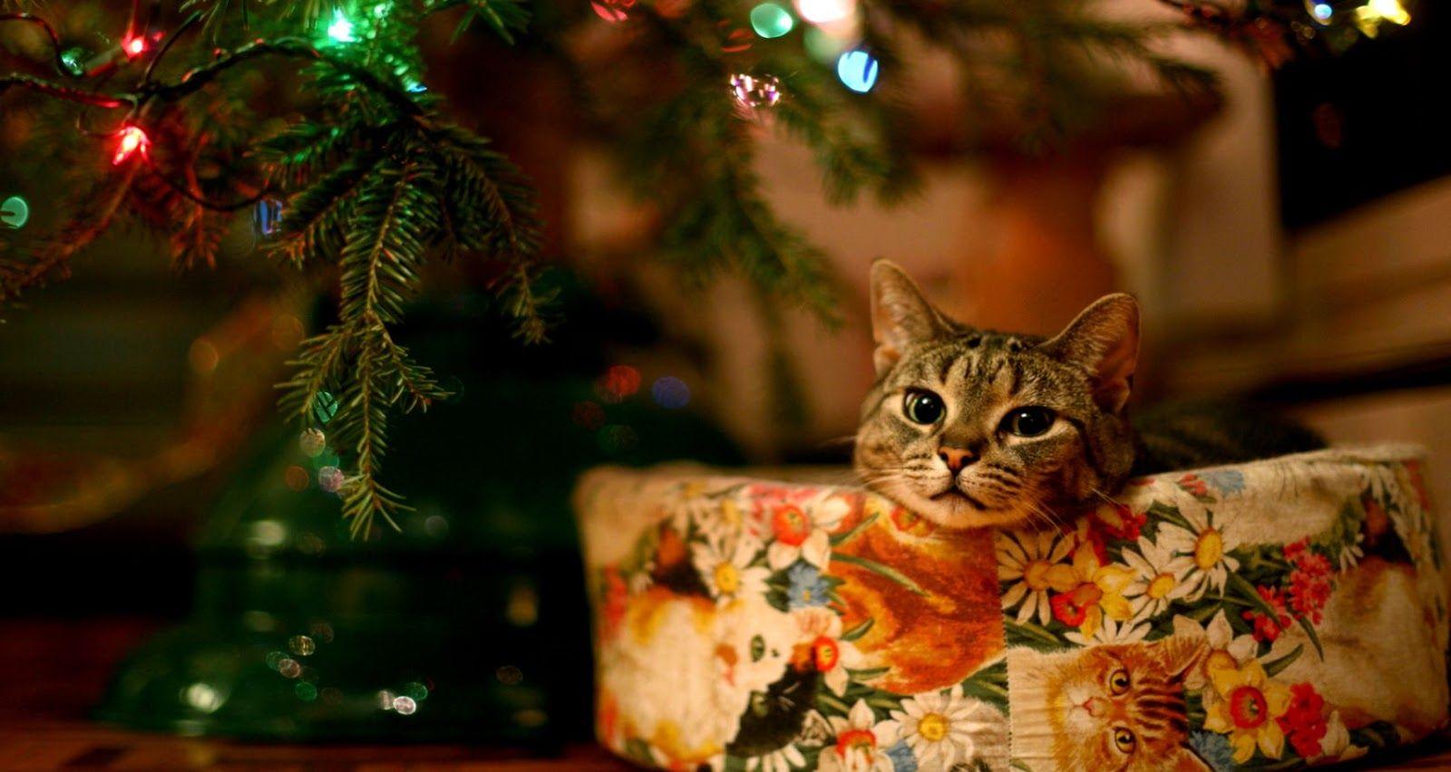 1600x852 Animal Christmas Desktop Wallpaper