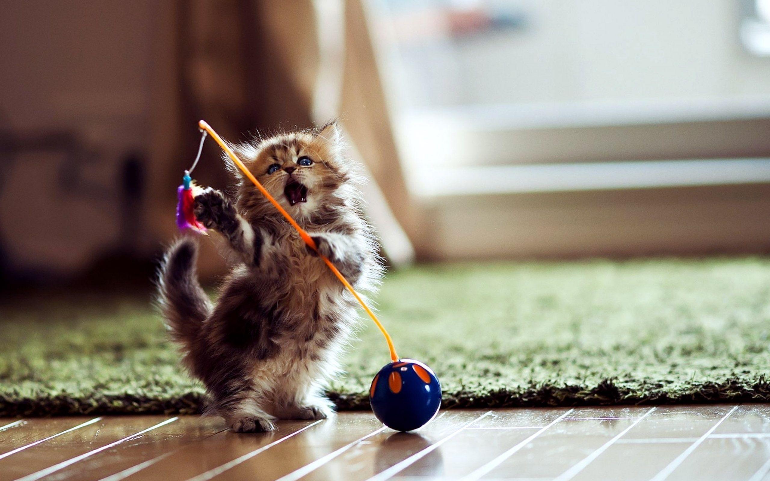 2560x1600 Funny Cat Games 14 High Resolution .