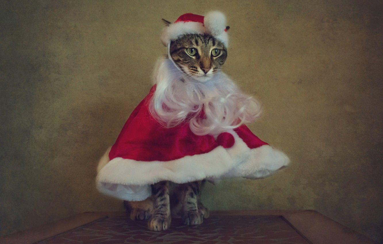 1332x850 Wallpaper cat, cat, style, retro, table, holiday, portrait