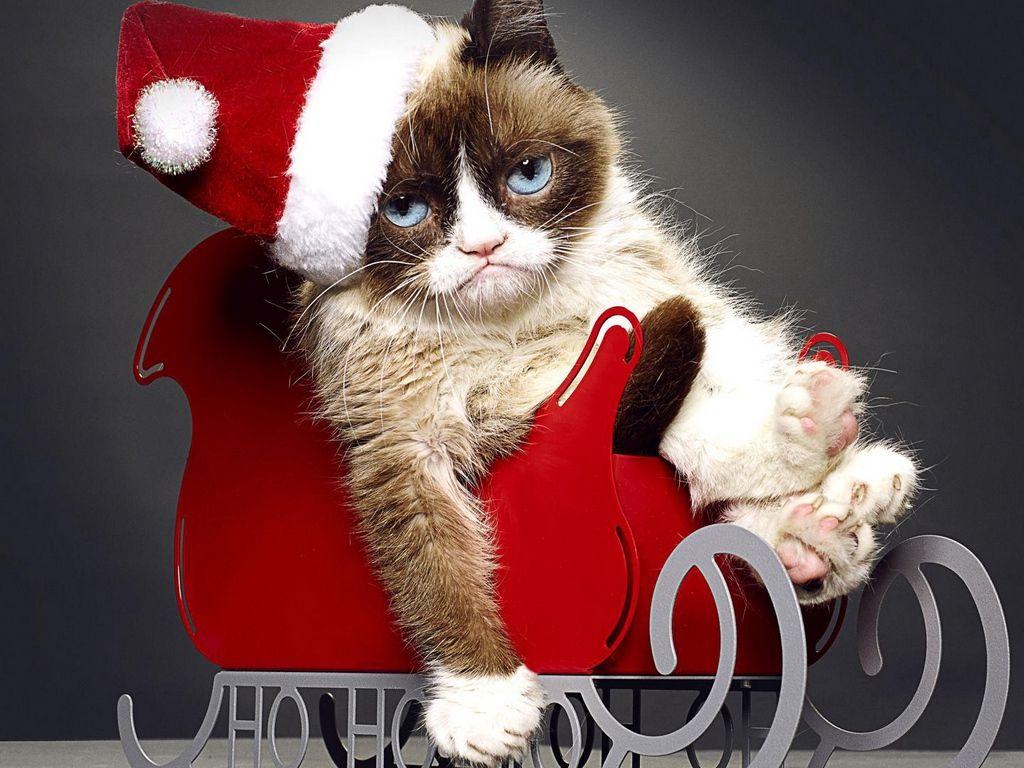 Funny Cat Christmas Wallpapers - Top Free Funny Cat Christmas ...