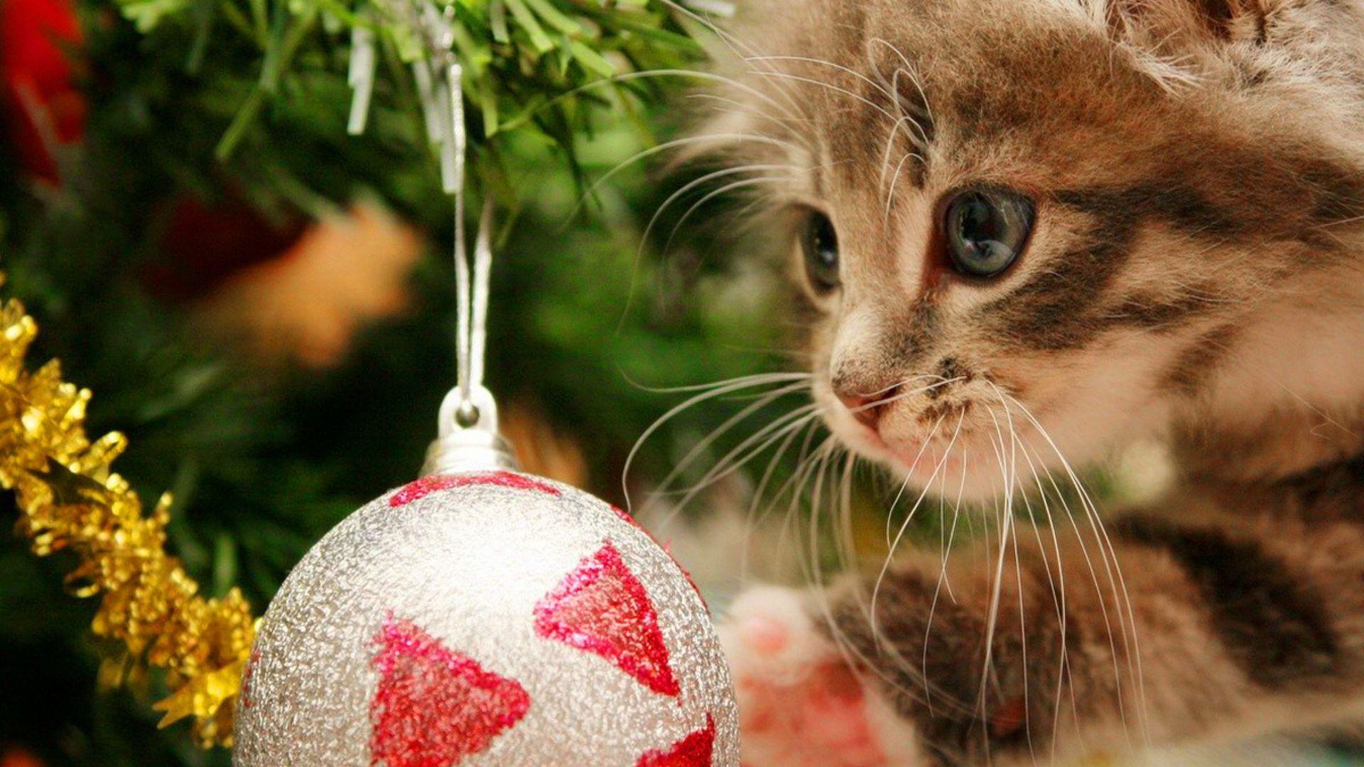 1920x1080 Christmas HD Wallpaperx1080