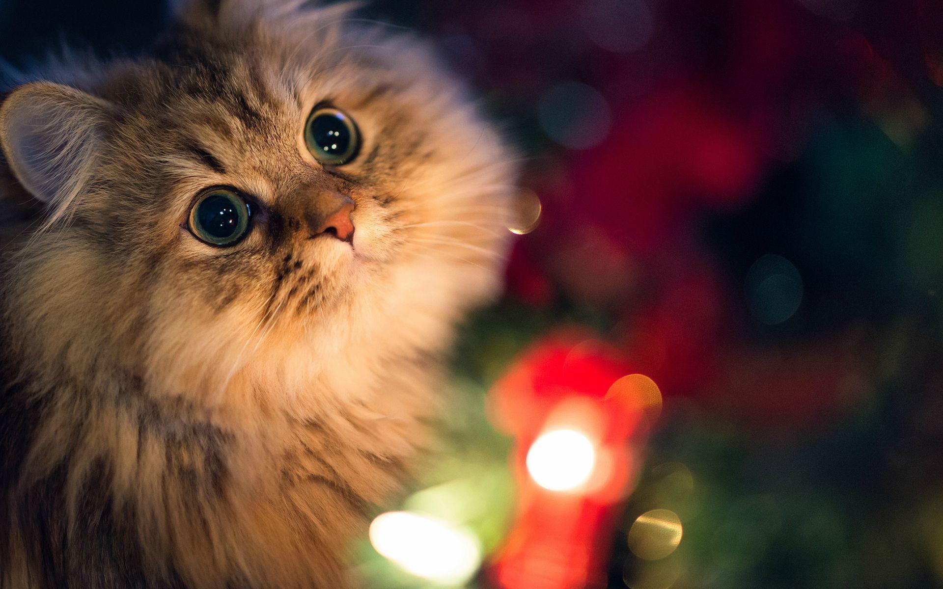 1920x1200 Persian cat. Animals. picture and wallpaper for desktop