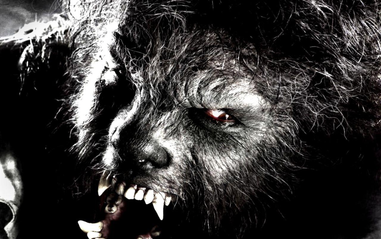 1280x804 the Wolfman wallpaper. the Wolfman