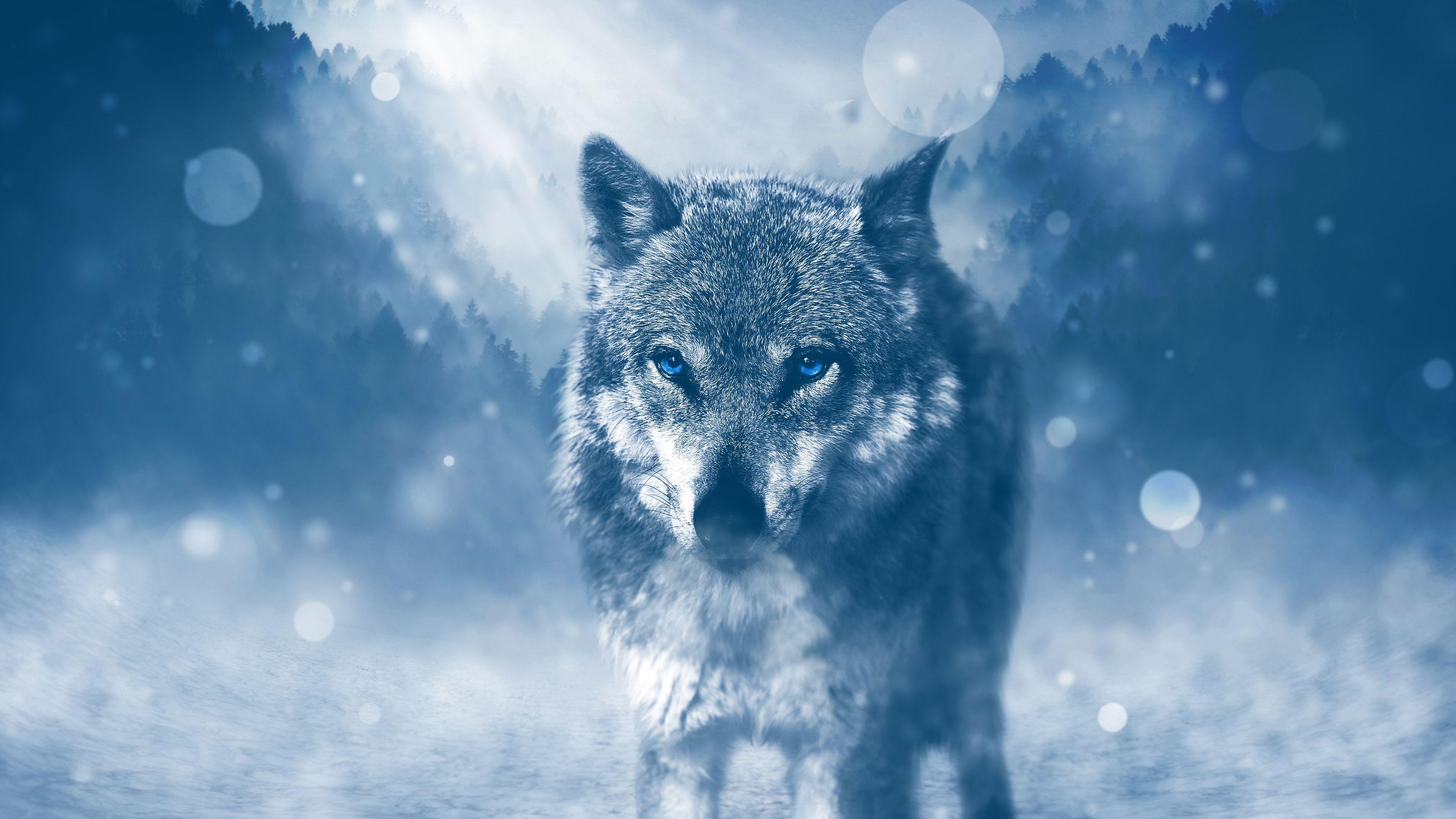 3840x2160 Free Lone Wolf ChromeBook Wallpaper Ready For Download