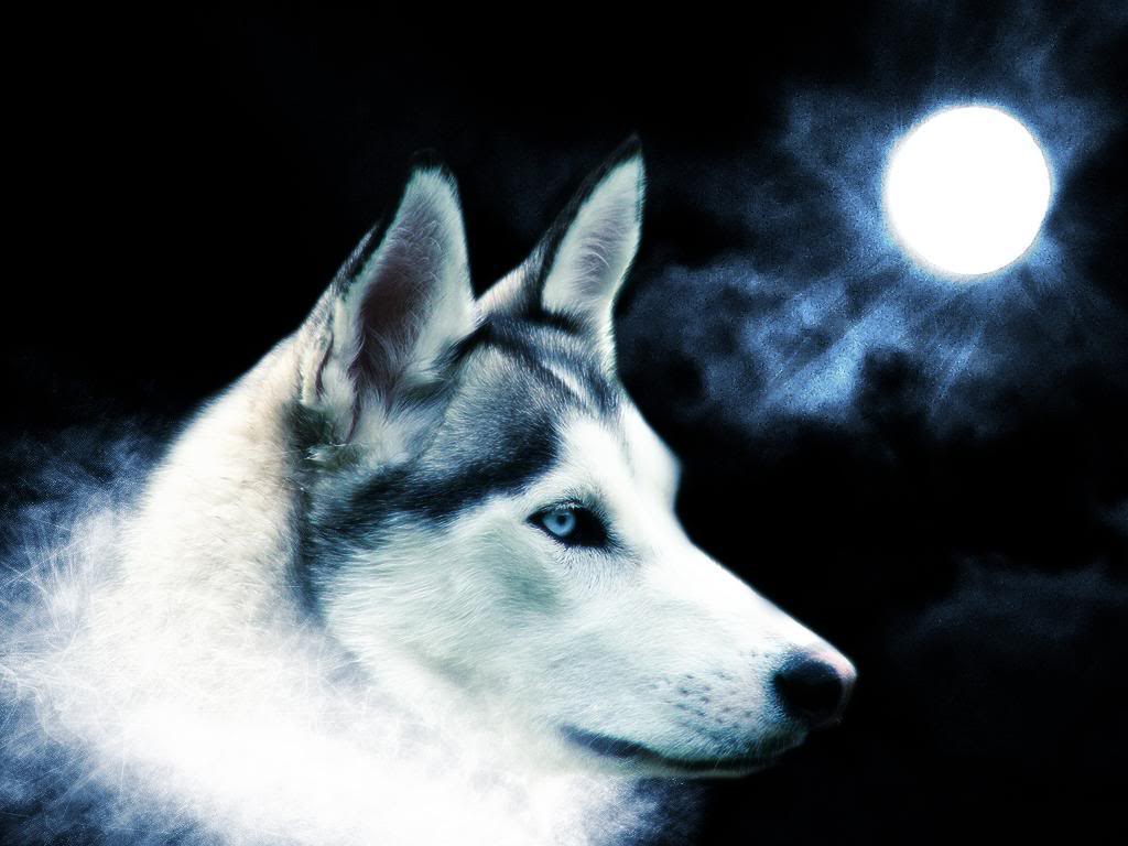 1024x768 Lone Wolf Wallpaper