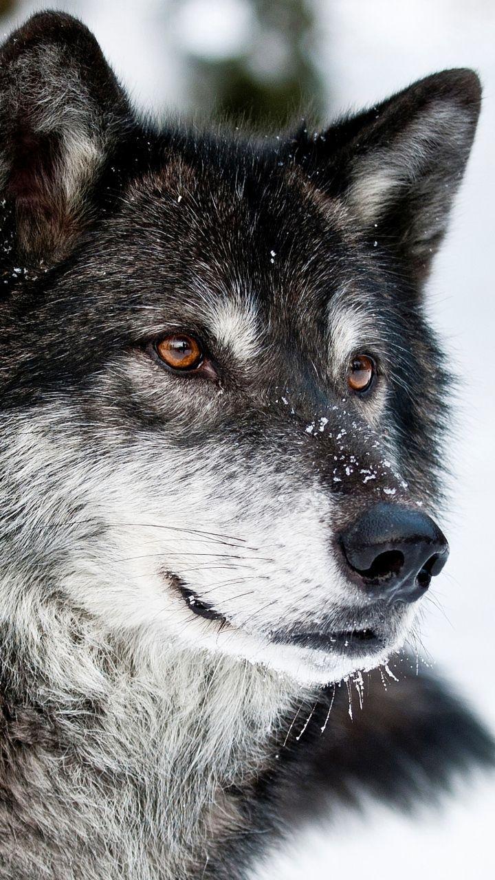 720x1280 Ну какие же вы красивые)))))))))))). My favorite Wolves