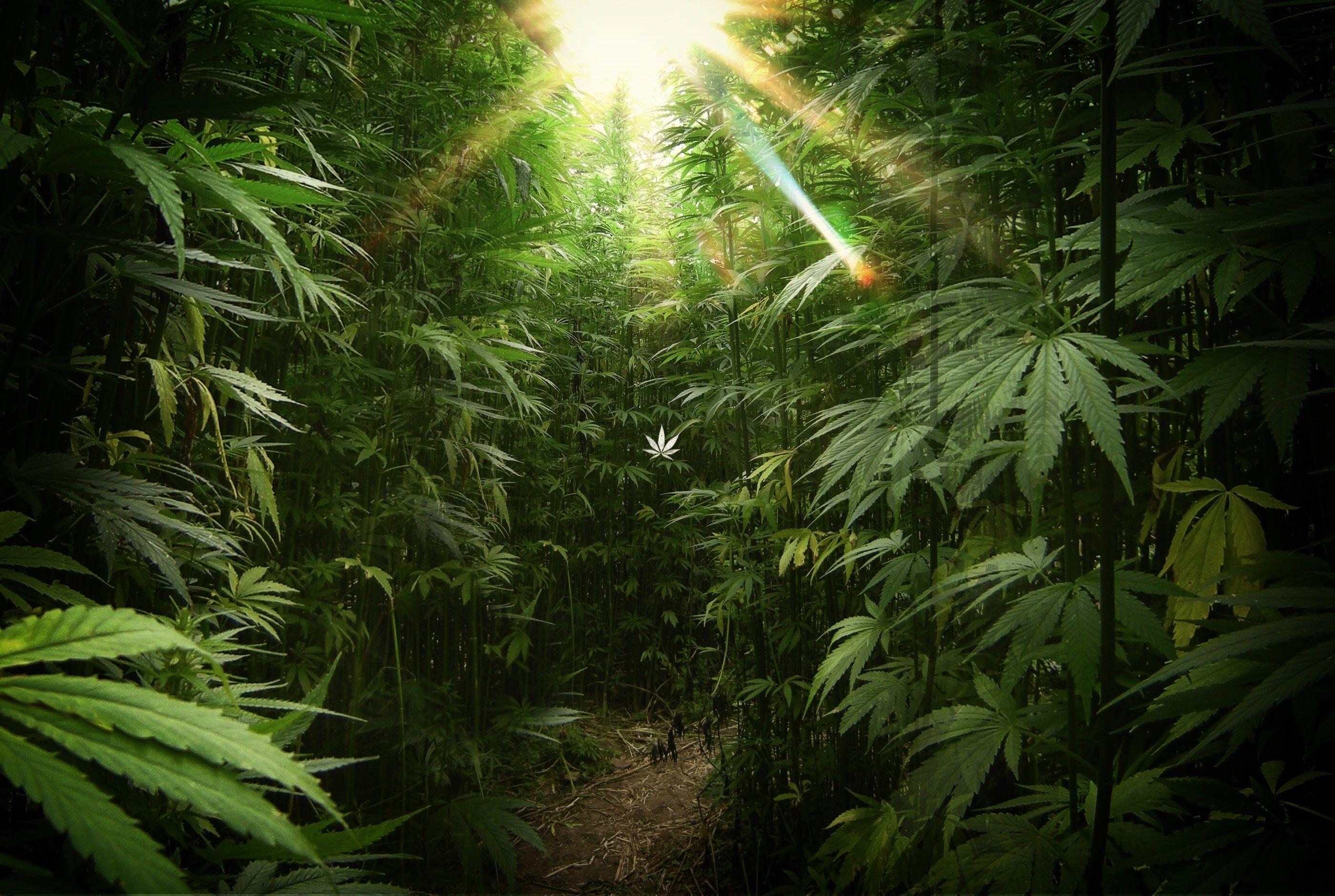 2800x1880 Trippy Nature Wallpaper
