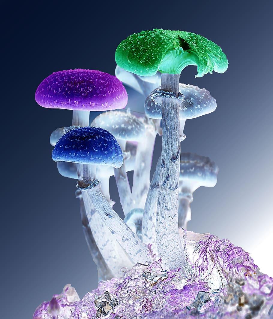 910x1062 HD Wallpaper: Assorted Color Mushroom, Photohop, Mushrooms