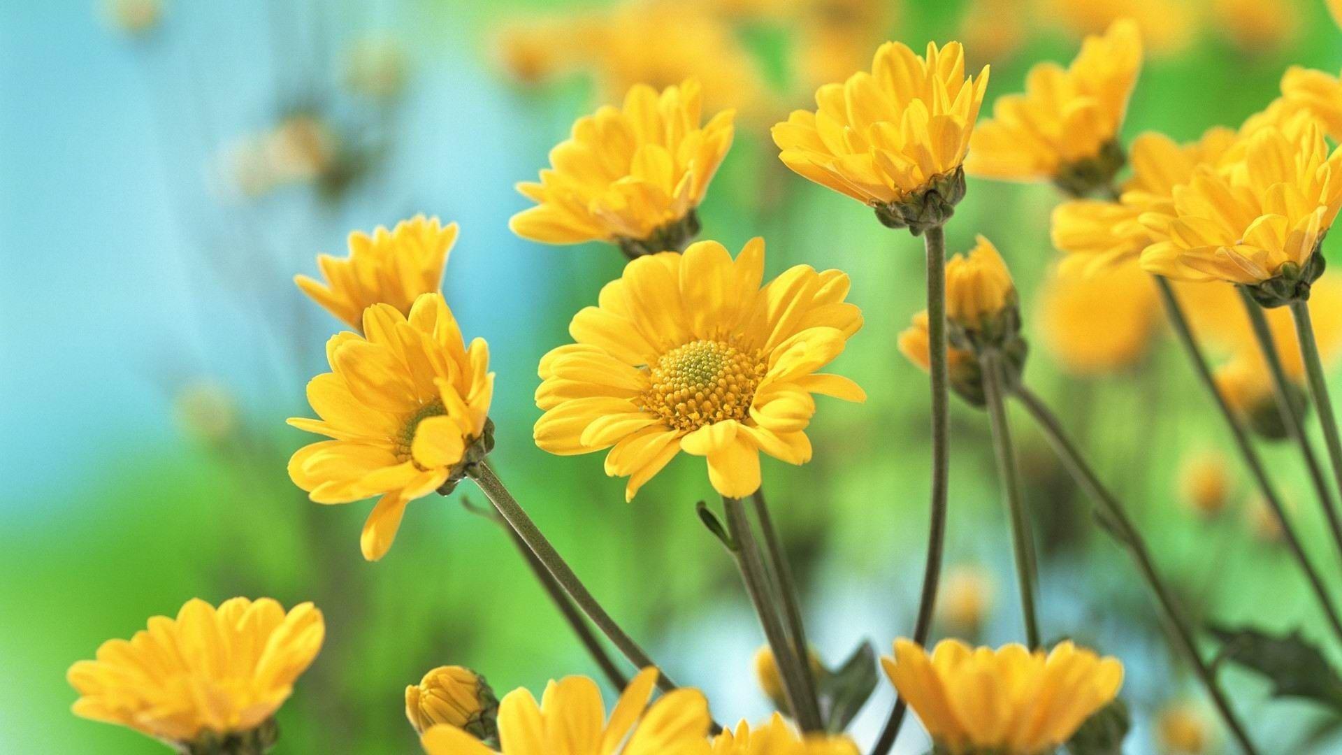 hd yellow flowers wallpapers