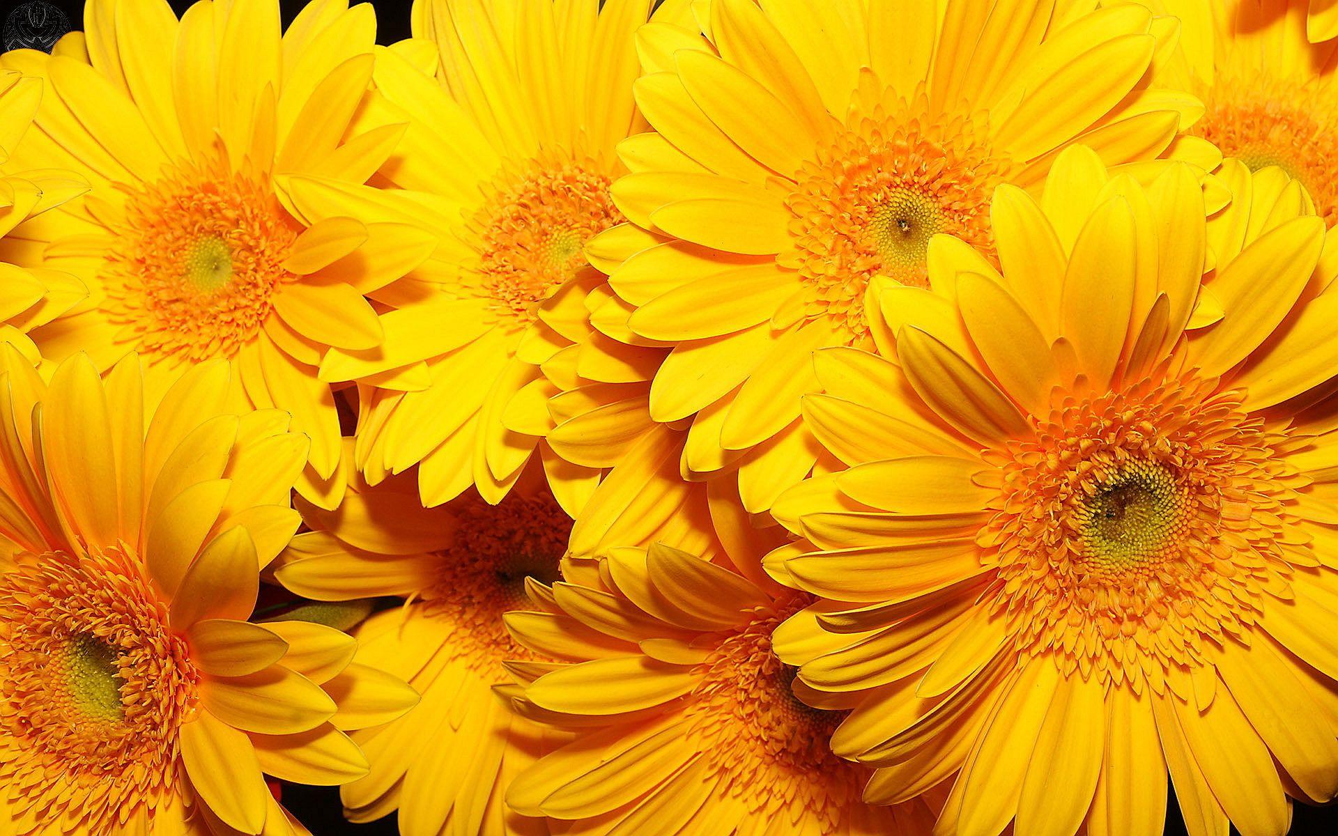 Yellow Flowers HD Wallpapers - Top Free Yellow Flowers HD Backgrounds -  WallpaperAccess