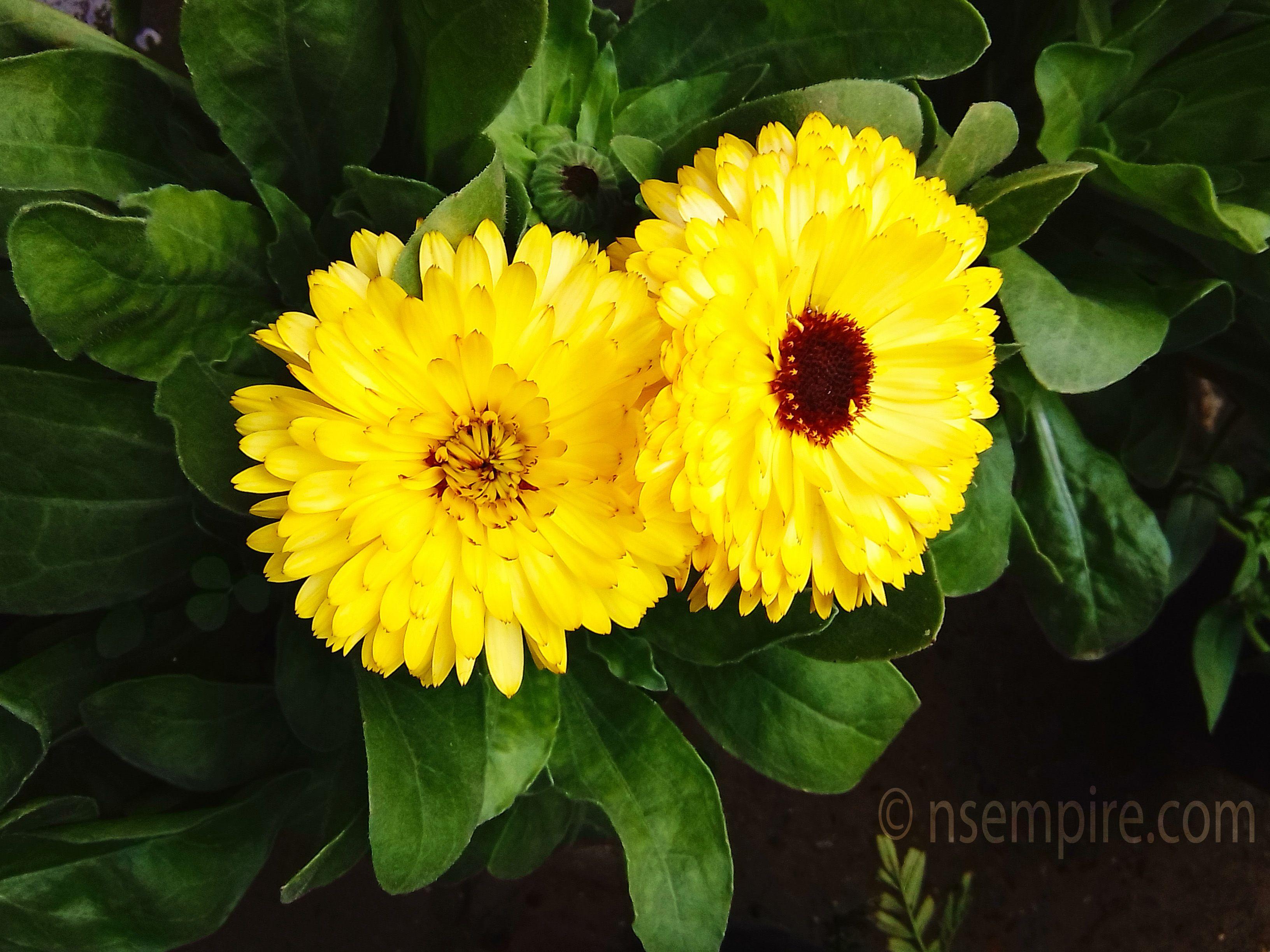 3264x2448 Flower Image HD Yellow Flowers Nature NSempire