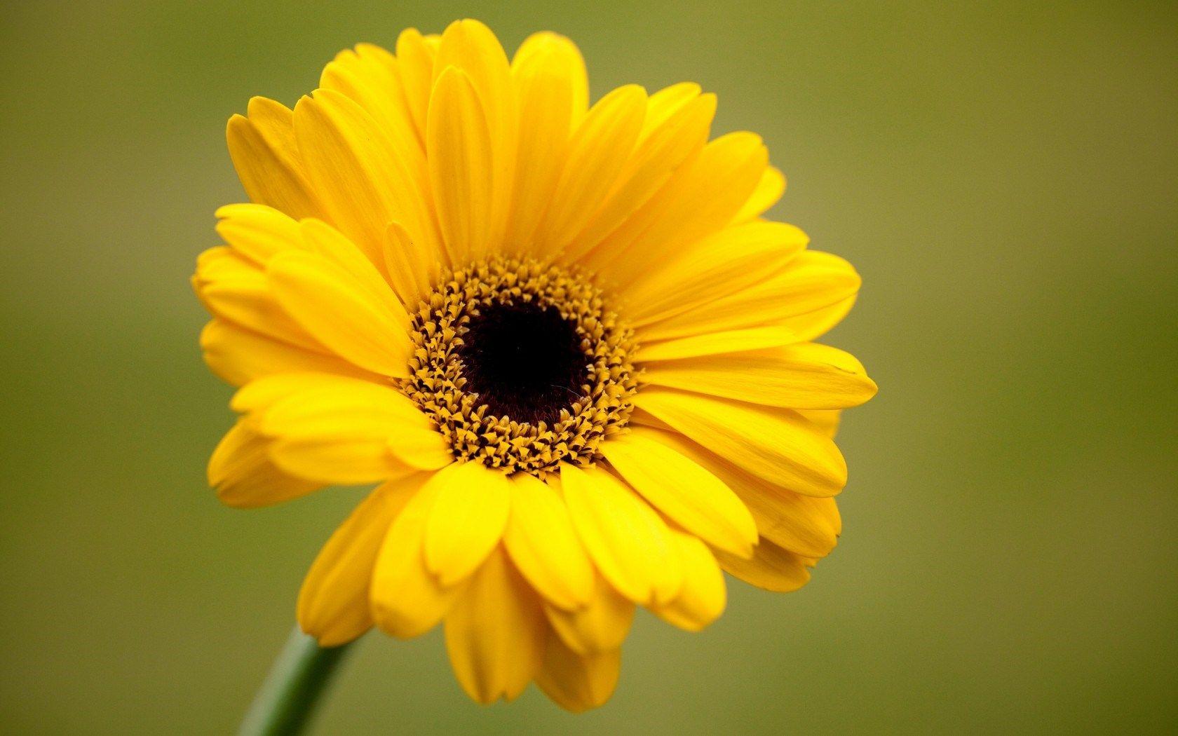 1680x1050 Yellow Flower, Beautiful Yellow Flower