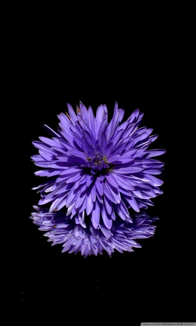 768x1280 Blue Flower, Black Background Ultra HD Desktop Background Wallpaper for 4K UHD TV : Widescreen & UltraWide Desktop & Laptop : Multi Display, Dual Monitor : Tablet