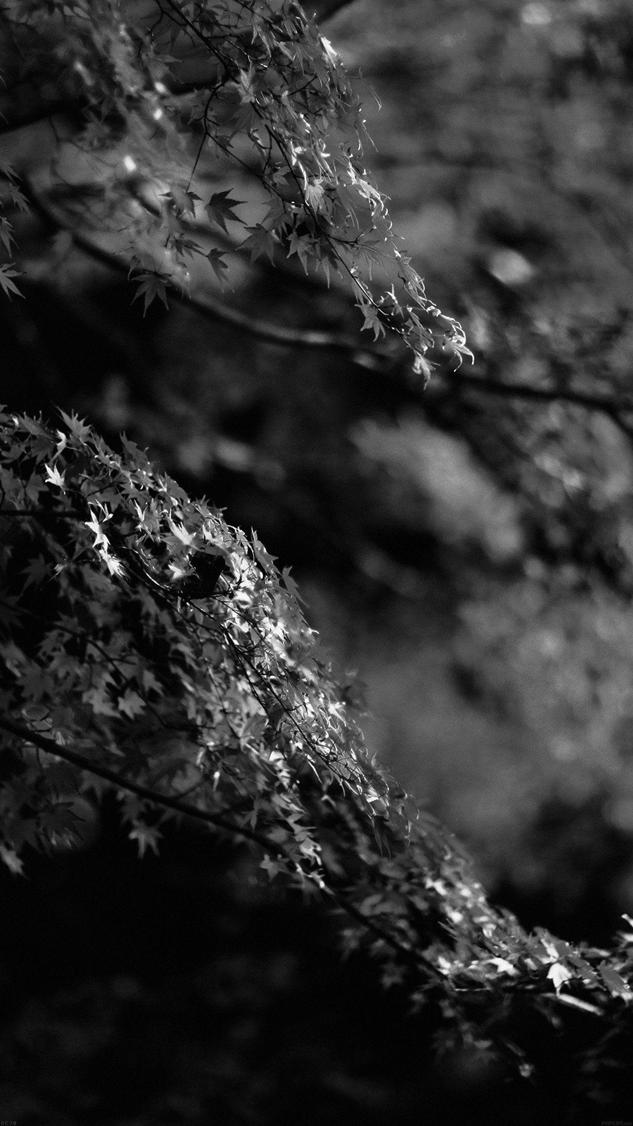 1242x2208 iPhone 6 wallpaper. japanese maple tree fall nature black and white
