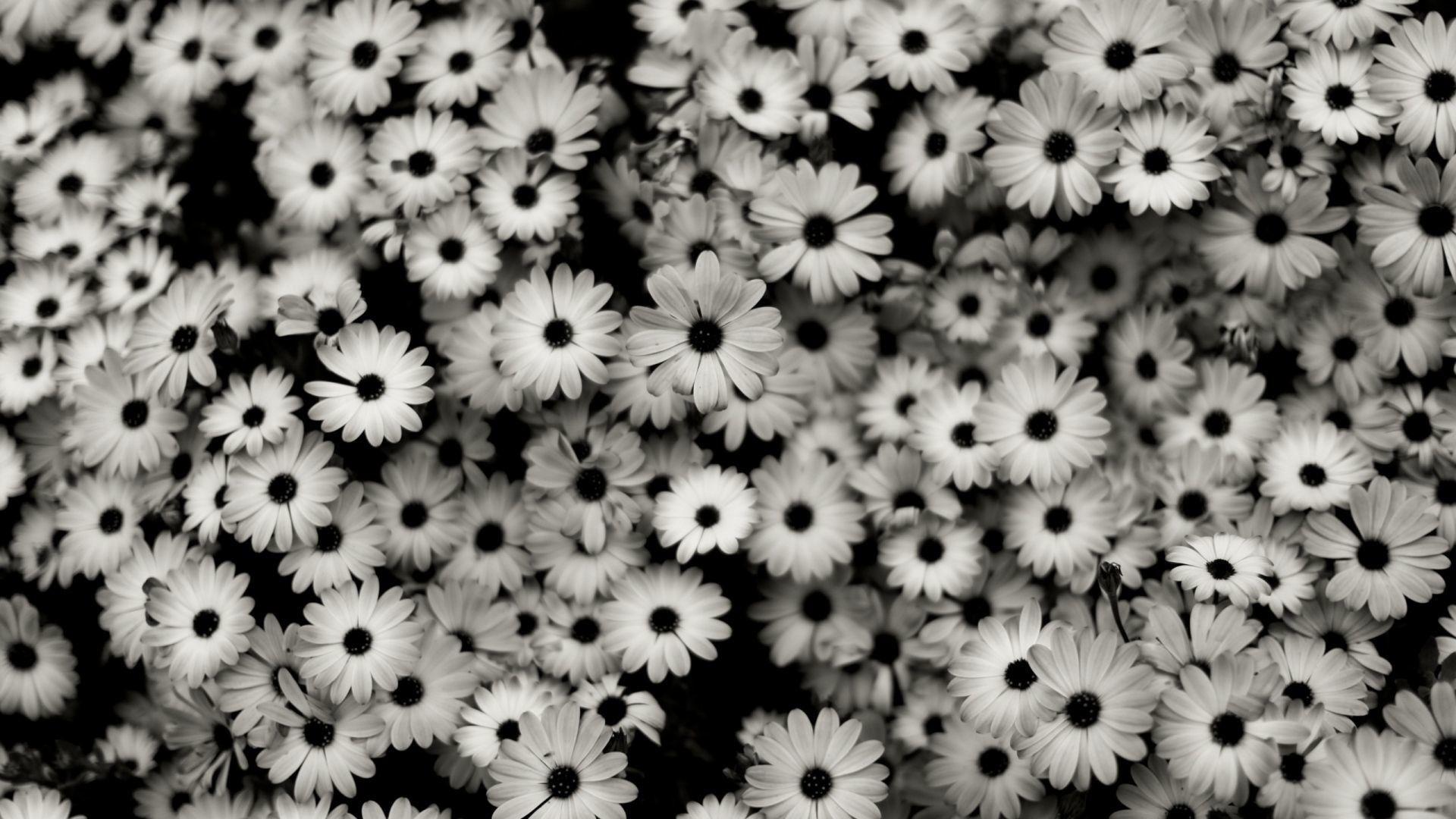 1920x1080 Dark Flower Wallpaper