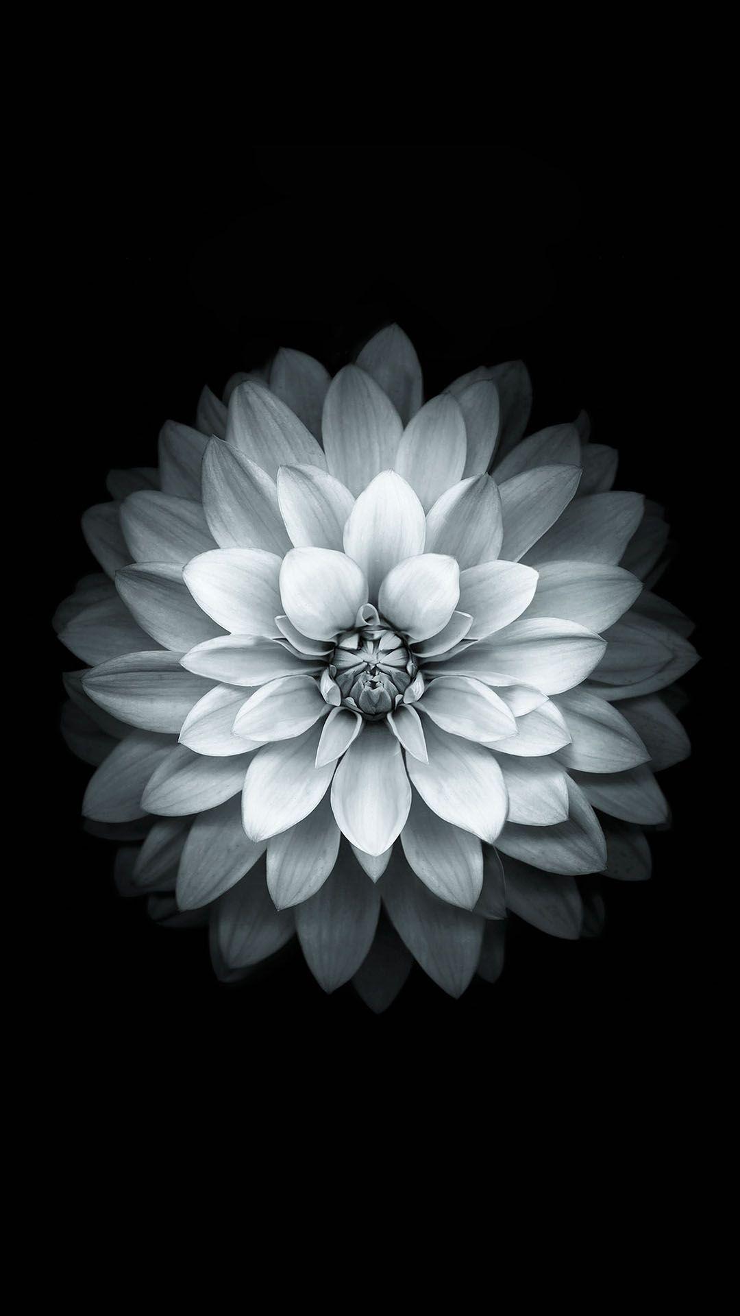 1080x1920 Black And White Flower Wallpaper