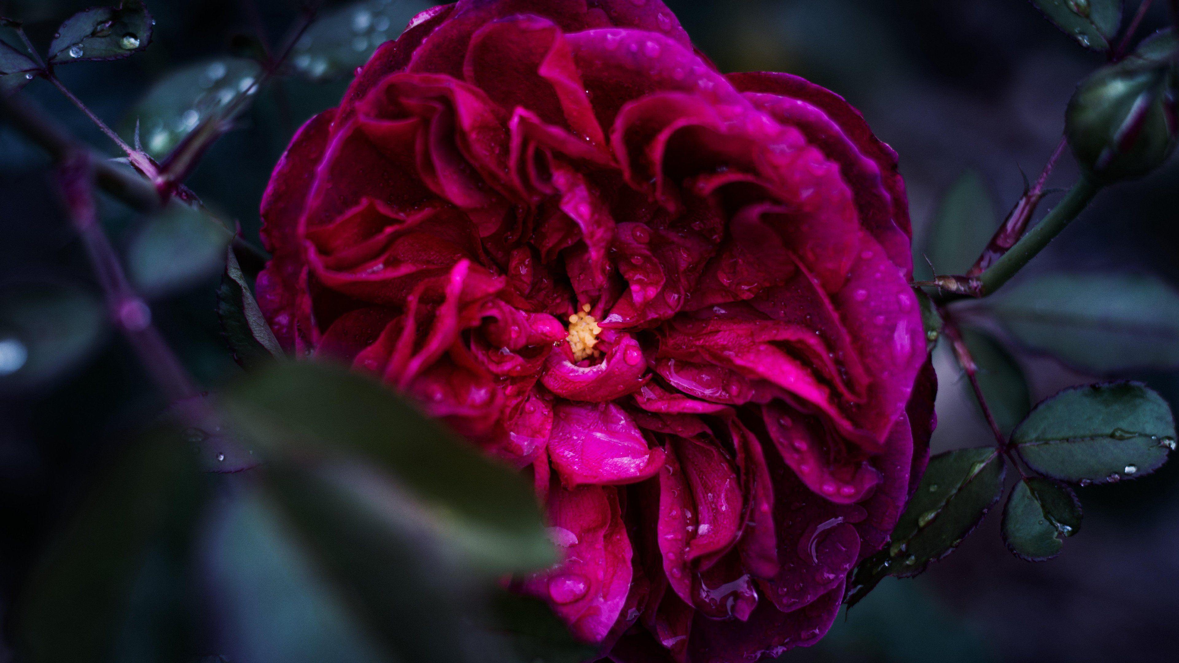 3840x2160 4K UHD 16:9 Close up, Garden roses, Flower, Red Wallpaper : Flower