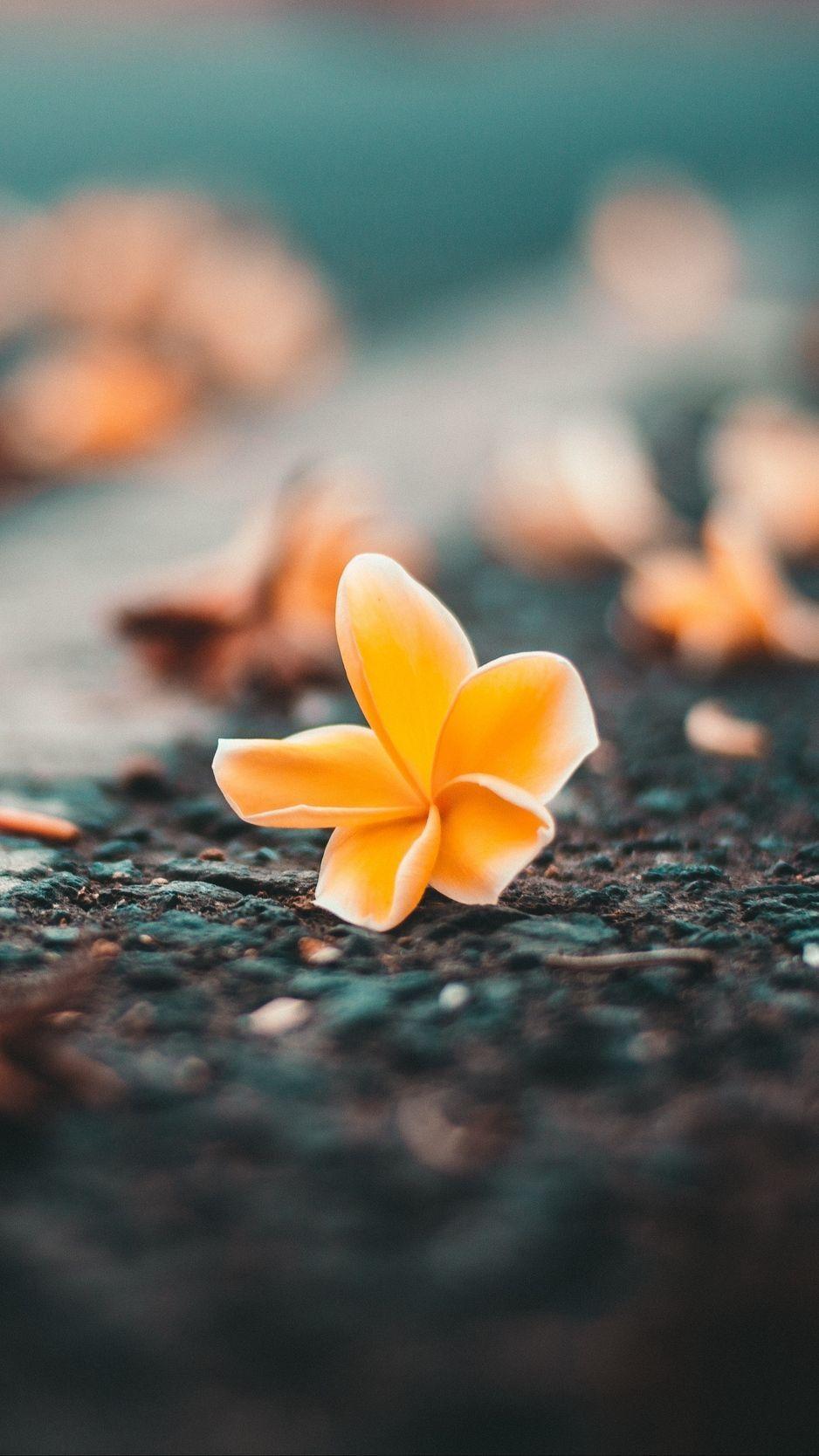 938x1668 Ceratostylis, Flower, Close Up, Blur Wallpaper, Background. HD Flower Wallpaper, Flower Phone Wallpaper, Flower Wallpaper