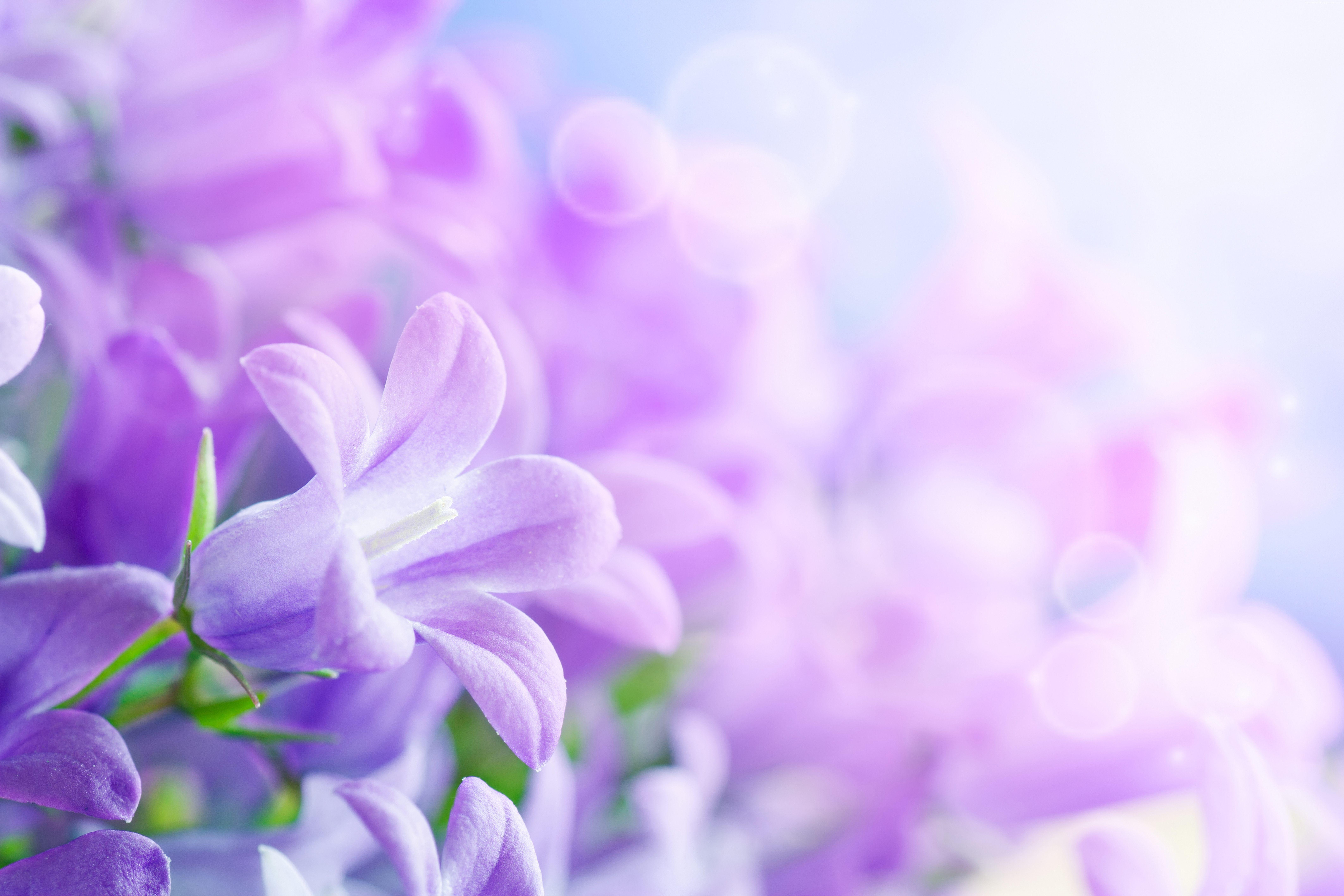 8500x5666 #flowers, #Morning glory, k, #rays, #purple, k, k